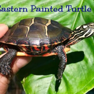 Eastern Painted Turtle
