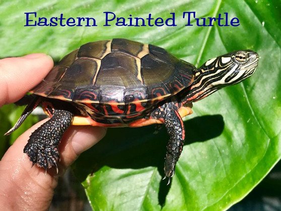 Eastern Painted Turtle