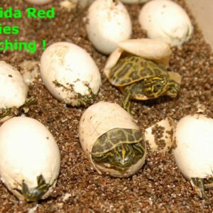 Florida Red Bellied Turtle