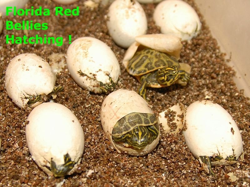 Florida Red Bellied Turtle