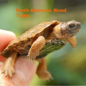 North American Wood Turtle