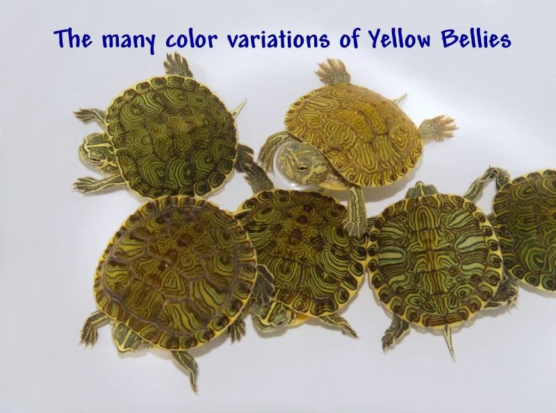 Yellow Bellied Slider - Garden Pond Sizes - Image 3