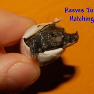 Reeves Turtle