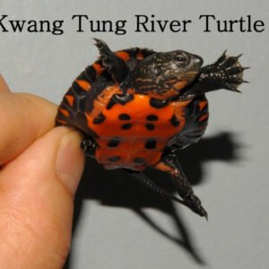 Kwangtung River Turtle - Garden Pond Sizes