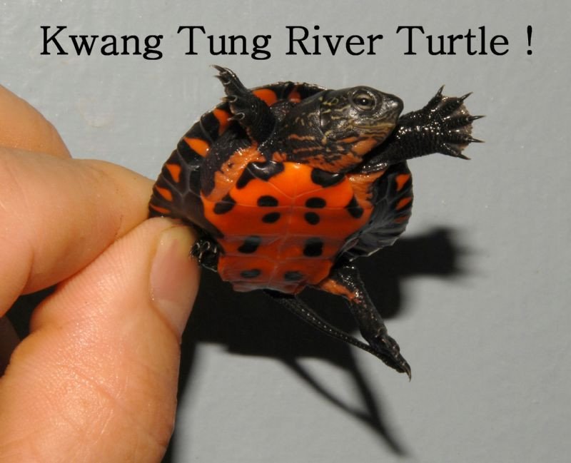 Kwangtung River Turtle - Garden Pond Sizes