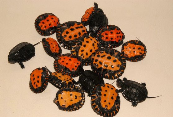 Kwangtung River Turtle - Garden Pond Sizes - Image 3