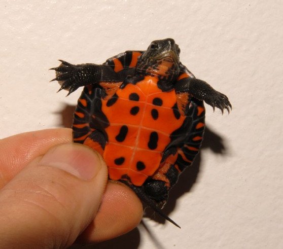 Kwangtung River Turtle - Garden Pond Sizes - Image 2