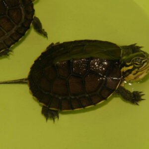 Vietnamese Pond Turtle