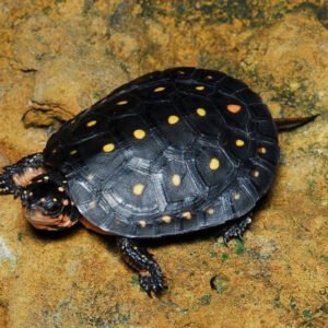 Spotted Turtle