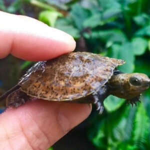 Japanese Wood Turtle