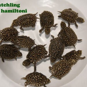 Indian Black Spotted Pond Turtle - Garden Pond Sizes