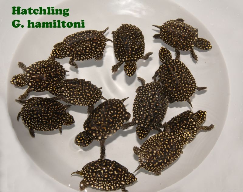 Indian Black Spotted Pond Turtle - Garden Pond Sizes