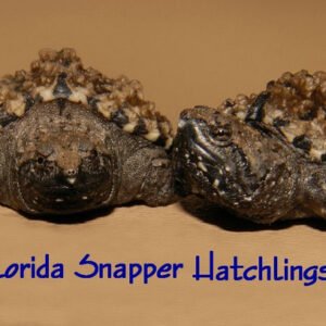 Florida Snapping Turtle