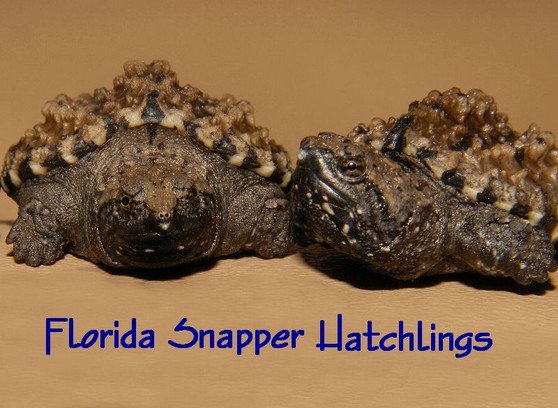 Florida Snapping Turtle