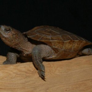 Giant Asian Leaf Pond Turtle (Heosemys grandis)