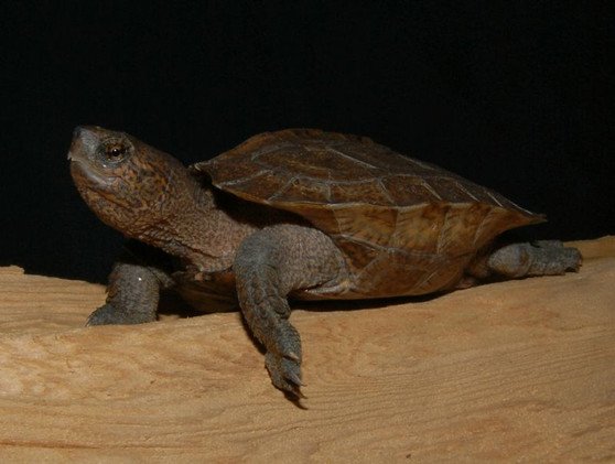 Giant Asian Leaf Pond Turtle (Heosemys grandis)