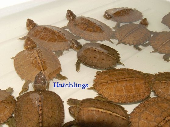 Giant Asian Leaf Pond Turtle (Heosemys grandis) - Image 3