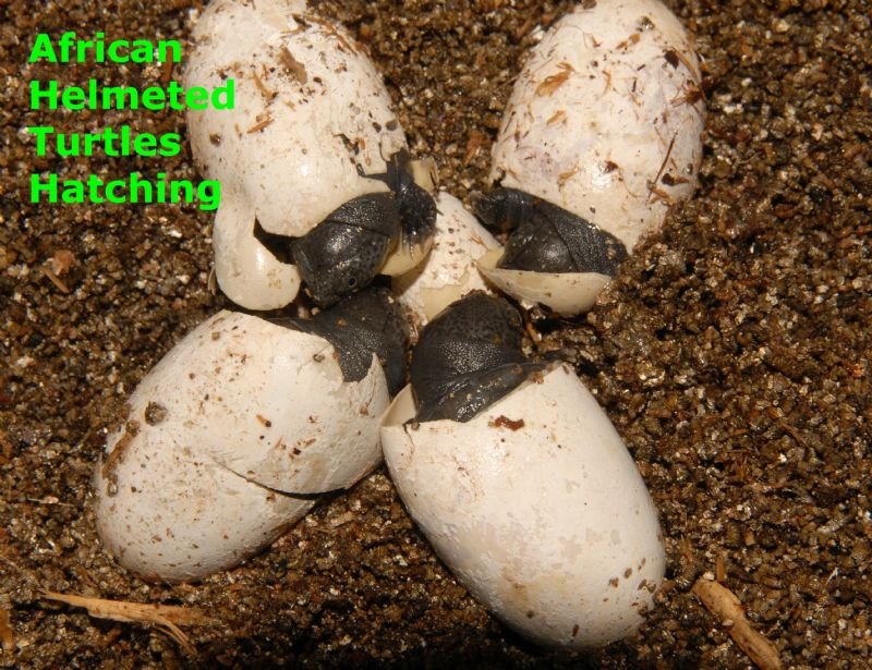 African Helmeted Turtle - Image 2