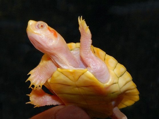 Leucistic Albino Red Eared Slider - Image 3