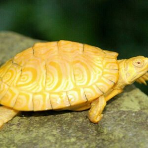 Albino Yellow Bellied Slider