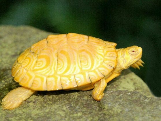 Albino Yellow Bellied Slider