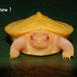 Snow Albino Red Eared Slider