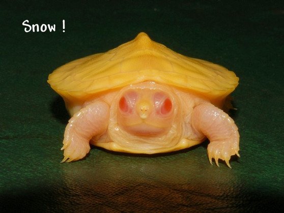 Snow Albino Red Eared Slider