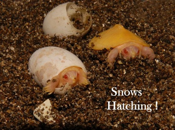 Snow Albino Red Eared Slider - Image 3