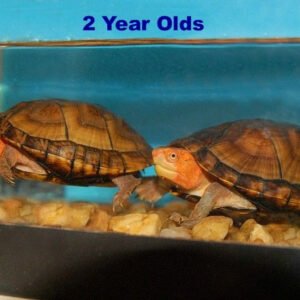 Red Cheeked Mud Turtle