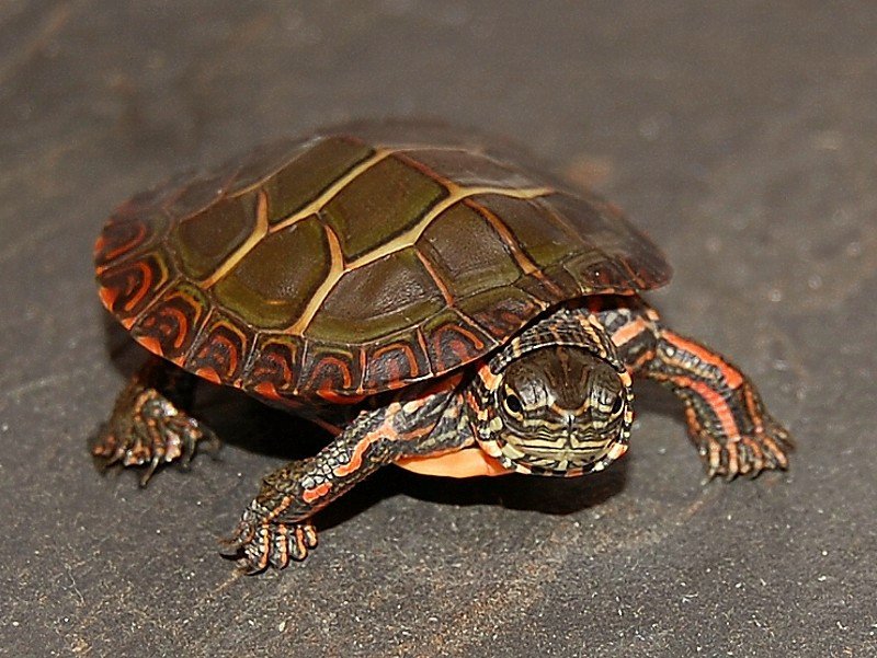 Eastern Painted Turtle - Image 2