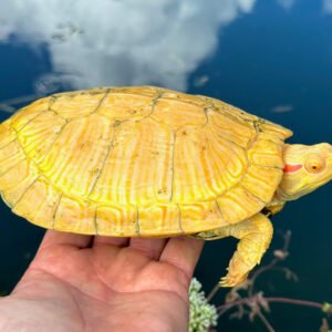 Tiger Albino Red Eared Slider