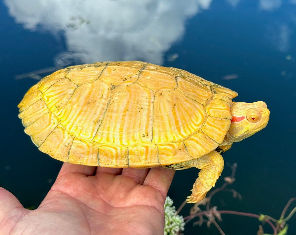 Tiger Albino Red Eared Slider