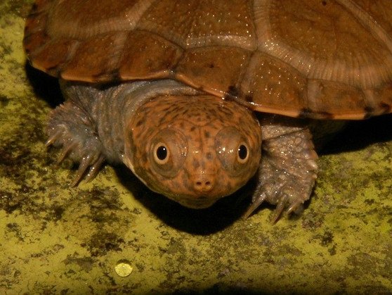 East African Serrated Side-Necked Turtle - Image 6
