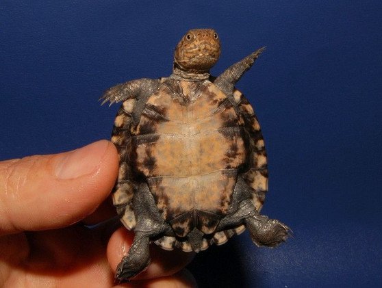 East African Serrated Side-Necked Turtle - Image 5