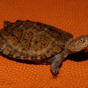 East African Serrated Side-Necked Turtle