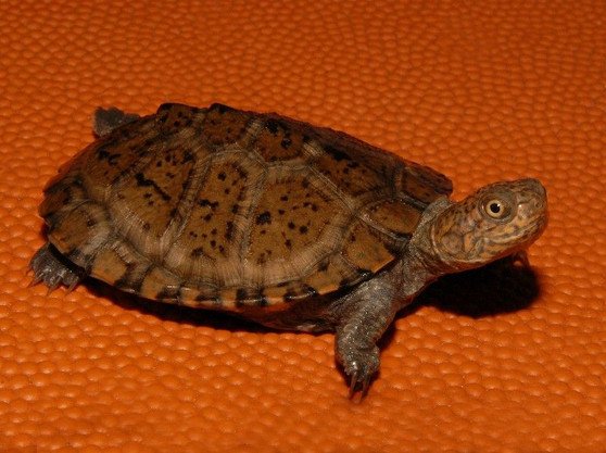 East African Serrated Side-Necked Turtle