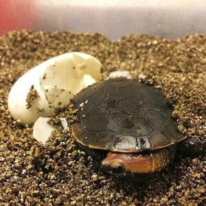 Twist-Necked Turtle