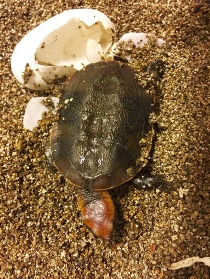 Twist-Necked Turtle - Image 2