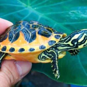 Golden Flame Florida Red Bellied Turtle- Garden Pond Sizes