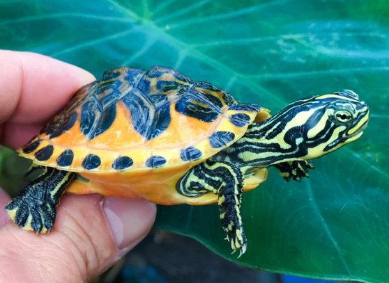 Golden Flame Florida Red Bellied Turtle- Garden Pond Sizes