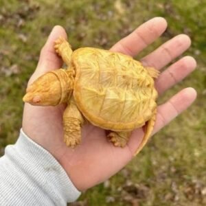 Buy Albino Common Snapping Turtles