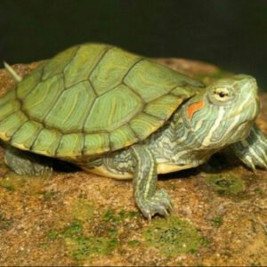 Red Eared Slider Yearling