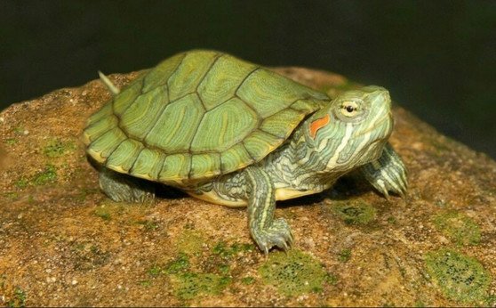Red Eared Slider Yearling