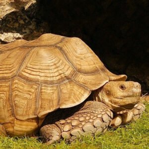 How To Buy Sulcata Tortoises Online