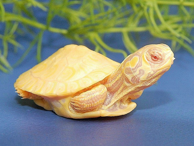 Albino Yellow Bellied Slider - Image 4