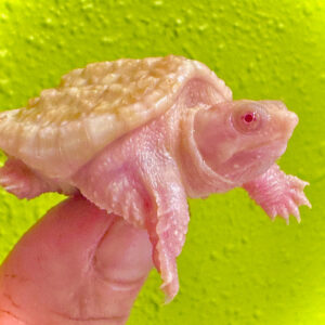Albino Common Snapping Turtles
