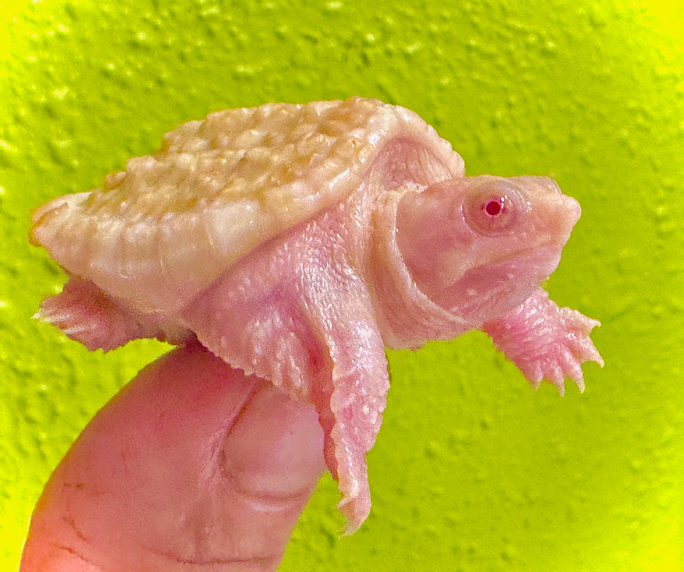 Albino Common Snapping Turtles