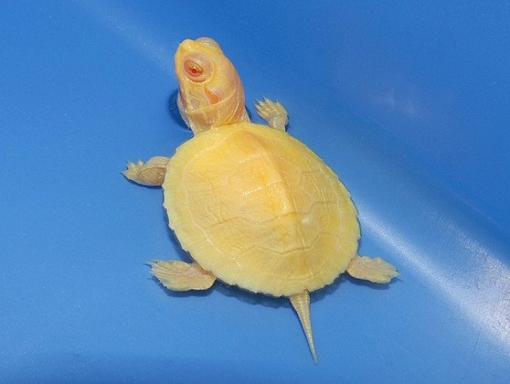 Albino Red Eared Slider AU - Image 3