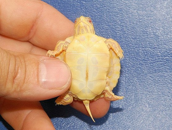 Albino Yellow Bellied Slider - Image 3
