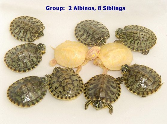 Albino Yellow Bellied Slider - Image 5